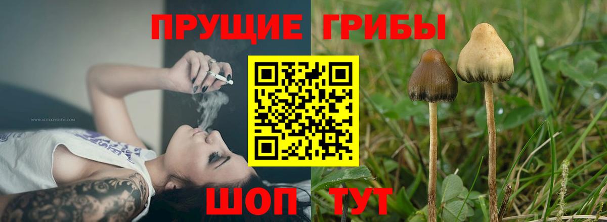 Псилоцибиновые грибы Cubensis Кострома